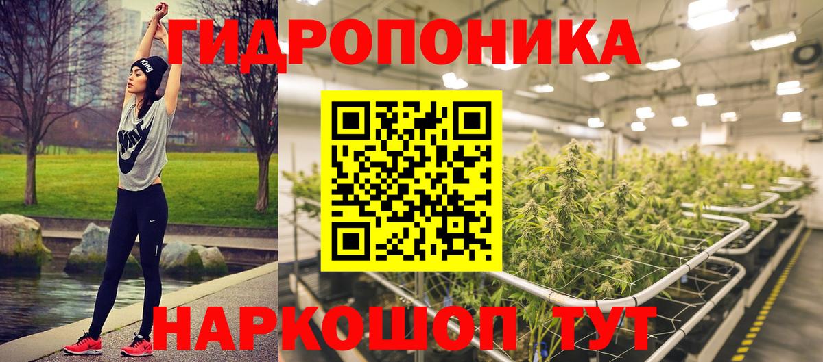 Конопля OG Kush Сунжа